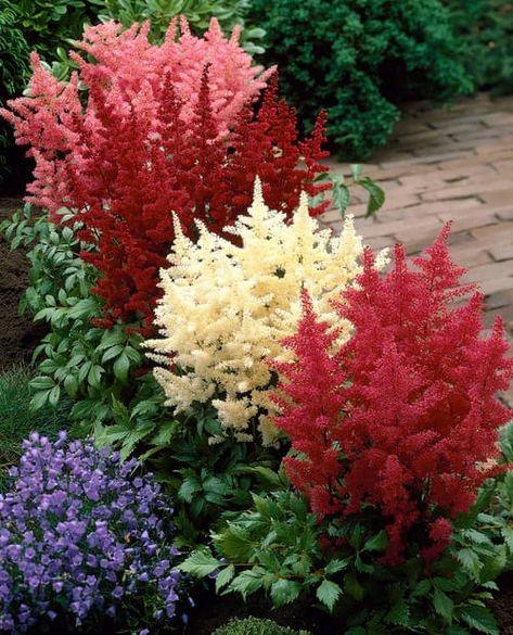 How to divide astilbe | Gardenologist The Plant, Secret Garden, New Life, Division, Bed, Plants, Flowers