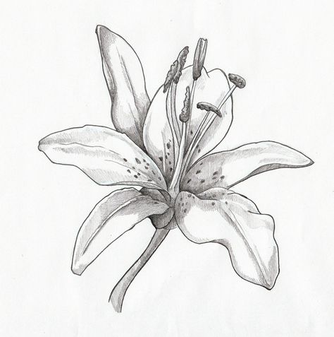 Flowers Drawing Pencil, Lilies Drawing, Pencil Drawings Of Flowers, Flowers Drawing, Drawing Faces, Flower Sketches, Art Manga, Plant Drawing, Trendy Flowers