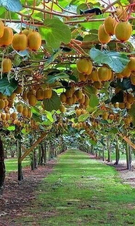 Photo Kiwi Trellis, Fruit Bearing Trees, Tree Nursery, Kampot, Beautiful Fruits, Growing Fruit, Fruit Plants, Fruit Garden, Exotic Fruit