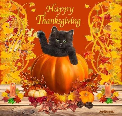 Happy Thanksgiving Memes, Happy Thanksgiving Images, Dog Thanksgiving, Kitten Images, Thanksgiving Images, Thanksgiving Inspiration, Thanksgiving Wallpaper, Cat Stock, Image Cat