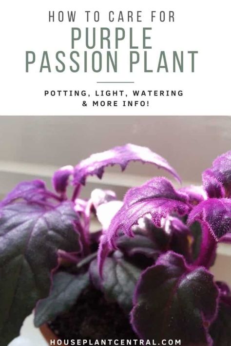 Gynura Aurantiaca, Purple Passion Plant, Small Cactus Plants, Houseplant Tips, Beautiful Houseplants, Plants Tips, Purple Shamrock, Passion Vine, Dream Plants