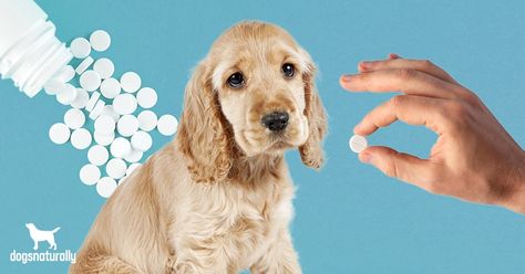 Aspirin For Dogs, Von Willebrand Disease, Small Dog Accessories, Puppy Diy, Dog Grooming Tips, Natural Alternatives, Healthy Pets, Dog Health, Dog Care