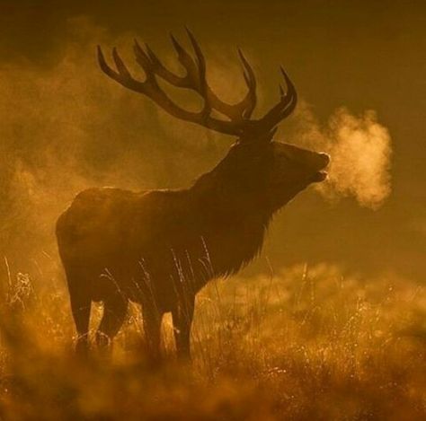 Elk Elk Aesthetic Dark, Elk Aesthetic, National Geographic Animals, Black Elk, Elk Photography, Bucket List Vacations, Alice Angel, Maybe In Another Life, Forest Spirit