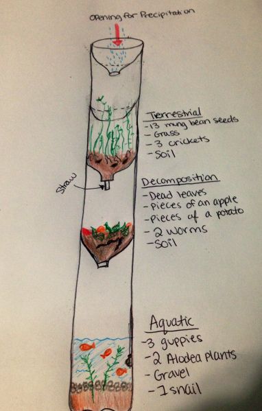 Our Ecocolumn Project! | Mr. Chung's Ecocolumn Project. Designed by Hiral P., Shenar D., Juliana L., and Ralph L. Bottle Ecosystem Project, Self Sustaining Ecosystem, Ecosystem In A Bottle, Environmental Science Projects, Ecosystems Projects, Ap Environmental Science, Lab Report, Fair Projects, Science Fair Projects