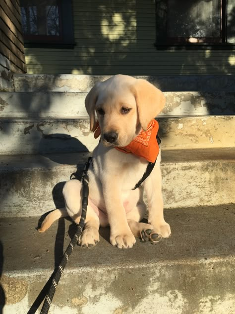 Retriever Puppy Black, Golden Labrador Puppy, Baby Labrador, Husky Baby, Golden Labrador Puppies, Cute Labrador Puppies, Tattoo Ideas Dog, Yellow Lab Puppy, Labrador Golden Retriever