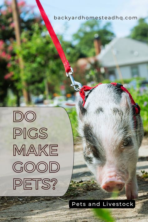 Pigs tend to destroy things due to their nature as foragers. Pigs may be subject to pet licensing and outdoor zoning laws. Pet pigs need sufficient space, appropriate food, & clean water. Pigs can be kept as house pets, though they can quickly grow larger than planned. House pet pigs can live up to 20 years. #livestocktips #pigsaspets #potbelliedpigs #indoorpetpigs #raisingpigs #raisingpigsaspets #backyardhomesteadhq Backyard Pigs, Pet Pig Outdoor Housing, Raising Kune Kune Pigs, Pigs House Farm, Kune Kune Pigs Care, Kune Kune Pigs, Raising Pigs, Miniature Pigs, Micro Pigs