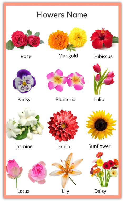 All Flowers Name, Flowers Name In English, Beautiful Flower Names, Flowers Name List, Flowers Name, Different Kinds Of Flowers, Flower Chart, List Of Flowers, Different Types Of Flowers