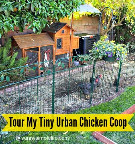 Tour Of My Tiny Chicken Coop | small chicken coop | premade coop | backyard chickens | urban chickens | raising chickens in a very small backyard can be done Tiny Chicken Coop, Chicken Castle, Chickens In The City, City Homestead, Chicken Enrichment, City Chickens, Small Chicken Coop, Urban Chicken Coop, Urban Chicken