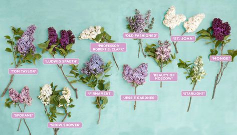 Lilac varieties Lilac Bush Landscaping, Lilac Tattoos, Lilac Trees, Lilac Varieties, Lilac Plant, Lilac Garden, Syringa Vulgaris, French Lilac, Lilac Bushes