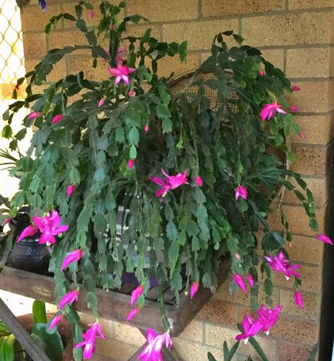 My zygo or Christmas cactus is starting to flower... Christmas Cactus, Bonsai Garden, Sunrooms, Cactus Garden, Container Gardens, Hanging Basket, Safe Place, Pretty Flowers, Container Gardening