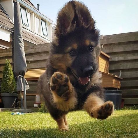 Happy Paws Cute German Shepherd Puppies, Pretty Dogs, Cute Dogs And Puppies, Shepherd Puppies, German Shepherd Puppies, German Shepherds, Secret Obsession, Baby Dogs, German Shepherd Dogs