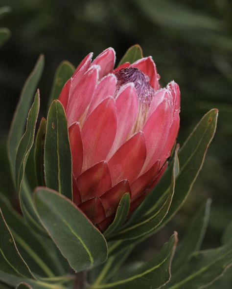 Meet Protea Pink Ice. Perfect for low-maintenance, water-wise gardens, its vibrant pink blooms bring joy fresh or dried. . . . . #proteapinkice #proteaceae #protea #flowerstagram #flowerstagram #proteas #plantsofinstagram #proteaflowers #proteaflora Protea Flowers, Botanical Photography, Waterwise Garden, Protea Flower, King Protea, Garden Inspo, Water Wise, Civil Ceremony, Flower Art Painting