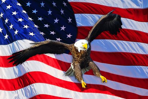 Bald Eagle Pictures, Bald Eagle Photo, Eagle Photos, Philippine Eagle, Prey Animals, American Flag Art, Eagle Drawing, Animals Tattoo, Eagle Painting