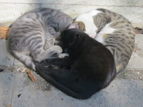 Three cats sleeping in heart configuration Cat Cuddle, Three Cats, Cat Sleeping, Cat Aesthetic, Silly Cats, Pretty Cats, Beautiful Cats, 귀여운 동물, Crazy Cats