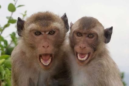 beautiful monkey photos | We have now arrived at the beautiful coast of Thailand in Prachuap ... 2 Monkeys Selfie, Two Monkeys Selfie, Monkey Photos, Funny Monkeys, Mad Monkey, Macaque Monkey, Types Of Monkeys, Funny Cartoon Images, Monkey See Monkey Do