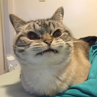 Her cute “vampire” appearance has garnered nearly 15,000 followers by the time of this writing, and plenty of likes. | This Adopted "Vampire" Cat Will Warm Your Heart With Adorable Evil Meme Chat, Gatos Cool, Vampire Cat, Cute Cat Memes, Mean Cat, Image Chat, Angry Cat, Funny Cat Memes, Meme Funny