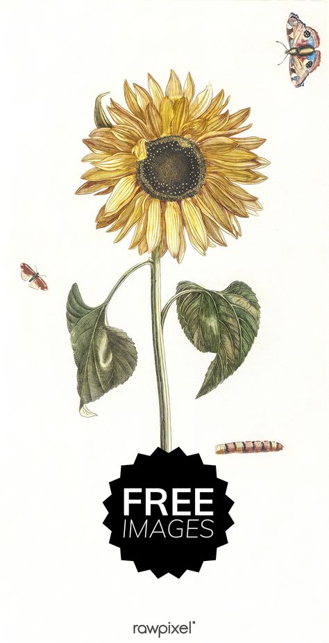 Download public domain images of sunflower, a caterpillar and two butterflies by Johan Teyler (1648-1709) at rawpixel.com Sunflower Illustration, Two Butterflies, Vintage Sunflower, Free Illustration Images, Butterfly Illustration, Stretched Canvas Wall Art, Large Artwork, Illustration Vintage, Art Et Illustration