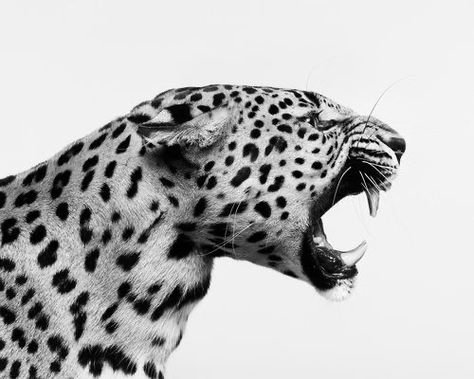 White Photo, Cheetah Print, A Black, Ford, Black And White, White, Black