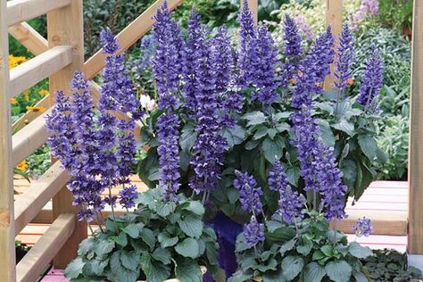 Mystic Spires Salvia, Mystic Spires Blue Salvia, Salvia Mystic Spires, Horticulture Education, Dallas Garden, Garden Combinations, Heat Tolerant Plants, Special Plants, Deer Garden