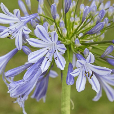 Lily of the Nile Lily Of The Nile, Agapanthus Africanus, African Lily, Tropical Aesthetic, Purple Lily, Classic Cottage, The Nile, Hardy Perennials, Attract Butterflies