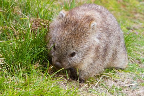 Wombat Nature Wallpapers Aesthetic, Aesthetic Wildlife, Cute Wombat, Baby Wombat, Australian Mammals, Animals Tattoo, Tattoo Nature, Animal References, Nature Wallpapers