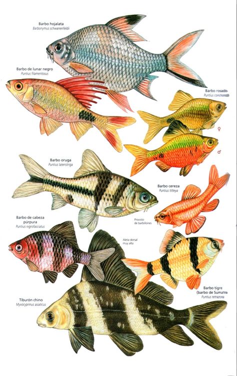 Fish Chart, Petit Tattoo, Tropical Freshwater Fish, Sea Life Art, Fish Illustration, Fish Drawings, Types Of Fish, Exotic Fish, Scientific Illustration