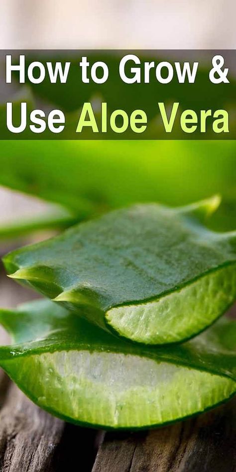 If you're interested in growing medicinal plants at home, the first plant you should start with is aloe vera. It's easy to grow and has lots of uses. #aloe #aloevera #homeremedies Growing Aloe Vera, Plants At Home, Meteor Garden 2018, Aloe Vera Plant, Magic Garden, Kew Gardens, Growing Herbs, Medicinal Herbs, Medicinal Plants