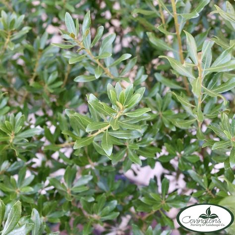 Southern Wax Myrtle Southern Wax Myrtle, Tall Hedge, Wax Myrtle, Yard Oasis, Yard Plants, Best Greenhouse, Zone 7, Evergreen Shrubs, Small Trees