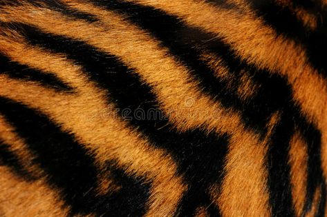 Tiger fur. A tiger fur close up abstract , #Ad, #fur, #Tiger, #tiger, #abstract, #close #ad Tiger Abstract, Fur Aesthetic, Big Cat Family, Tiger Fur, Blue Snake, Tiger Skin, Tiger Tiger, Art Chair, Stripes Texture