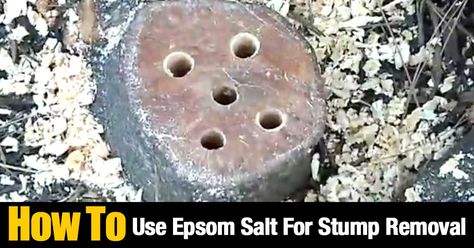 Epsom Salt has many uses besides making baths more relaxing and healthy for your skin and body. Epsom salts are also used for growing sweeter tomatoes and helping roses have brighter blooms. It’s a great “growing tool” in the garden. But did you know epsom salt can be used to help remove stumps. In high … Tree Stump Killer, Kill Tree Stump, Removing Tree Stumps, Epsom Salt For Plants, Tree Stump Removal, Epsom Salt Uses, Tree Removal Service, Epson Salt, Stump Removal