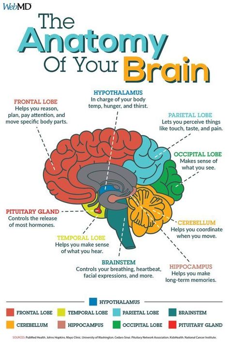 Anatomi Dan Fisiologi, Brain Facts, Medical Student Study, Brain Anatomy, Science Learning, Human Body Anatomy, Medical School Inspiration, Medical School Studying, Medical School Essentials