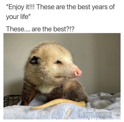 Possum Memes, Awesome Possum, Self Deprecating Humor, Clean Memes, Trash Panda, Best Pics, Funny Profile Pictures, Funny Animal Memes, Cute Animal Photos