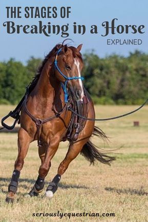 How To Train A Horse, Breaking A Horse, Horse Guide, Horse Training Ground Work, Horse Training Exercises, Horse Behavior, Horse Reining, Riding Tips, Horse Exercises