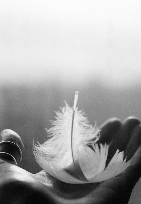 . Image Zen, Eckart Tolle, Angel Feathers, Angels Among Us, White Feather, White Feathers, White Photography, Close Up, Abstract Artwork