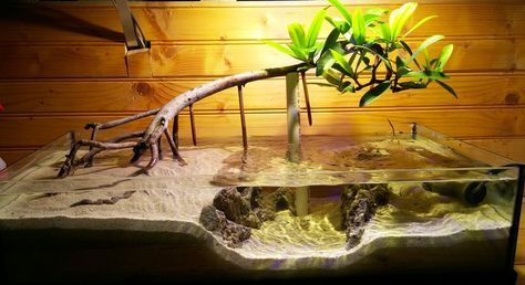 Mangrove Aquarium, Turtle Aquarium, Biotope Aquarium, Fish Tank Terrarium, Aquascape Design, Saltwater Fish Tanks, Turtle Pond, Aquarium Terrarium, Aquarium Landscape