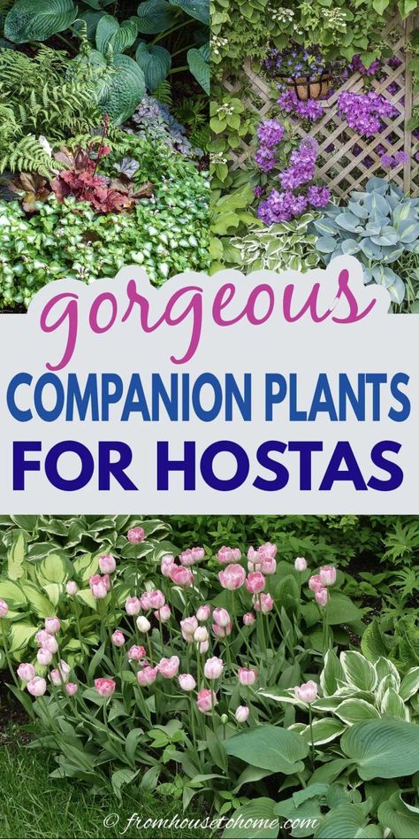 Hosta Companion Plants (What To Plant With Hostas) - Gardening @ From House To Home What To Plant With Hostas, Plant With Hostas, Shade Loving Shrubs, Rosen Beet, Shade Shrubs, Ferns Garden, Shade Garden Plants, Hosta Gardens, Landscaping Simple