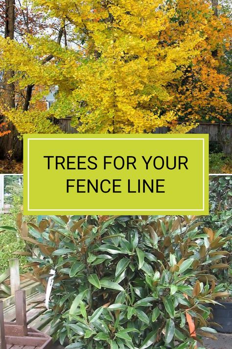 Finding the right trees to plant along your fence line is crucial, especially when looking for those that have an upright and narrow growth habit. Fastigiate trees are ideal for this purpose, balancing aesthetics and space. Explore options like Ginkgo biloba 'Princeton Sentry' or Magnolia grandiflora 'Alta' that can enhance your backyard. To learn more about selecting the best trees for your outdoor space, check out the full article and transform your outdoor living area with beautiful plants. Narrow Gardens Along Fences, Trees Fence Line, Trees By Fence, Trees Next To Fence, Trees Along Fence Backyards, Fastigiate Trees, Trees Along Fence, Trees For Backyard, Tree Garden Design