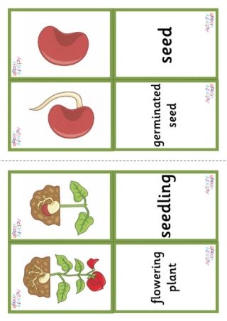 Flower Life Cycle Preschool, Bean Life Cycle, Plant Life Cycle Project, Plant Life Cycle Worksheet, Life Cycles Preschool, Flower Life Cycle, Fractured Fairytales, Cycle For Kids, Sequencing Worksheets