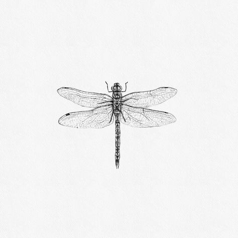 golden-ringed dragonfly - bronlibel. Dragonfly Drawing Tattoo, Drawing Dragonfly, Dragon Tattoo Drawing, Small Dragonfly Tattoo, Botanical Sketches, Dragonfly Illustration, Dragonfly Artwork, Dragonfly Drawing, Dragonfly Tattoo Design