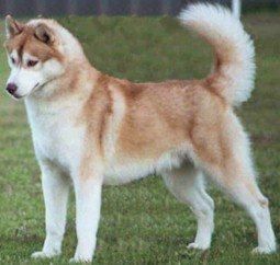 An orange copper Siberian. Red Siberian Husky, Siberian Husky Funny, Husky Tattoo, Red Husky, White Siberian Husky, Husky Puppies, Husky Funny, Siberian Husky Dog, Siberian Husky Puppies