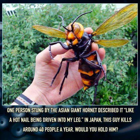 Unusual Insects, Gods Nature, Scary Bugs, Crazy Animals, Cool Insects, Scary Animals, Bees And Wasps, Cool Bugs, Beautiful Bugs