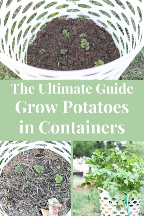 Growing Potatoes In Containers, Planting Seed Potatoes, Potatoes In Containers, Kids Being Kids, Grow Potatoes In Container, Potato Tower, Container Potatoes, Potato Gardening, Potato Planters