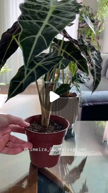 Easy Care Houseplants, Keep Alive, Beauty Hacks, Canning, Plants, Instagram