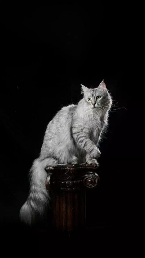 topbloggerrr Animal Photoshoot, Image Cat, Lots Of Cats, Scenery Pictures, Cat Model, Cat Photography, Cat Wallpaper, Animal Photo, Beautiful Cats