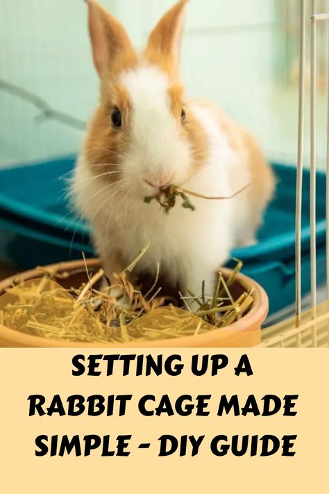 [object Object] Rabbit Diet, Young Rabbit, Low Maintenance Pets, Bunny Cages, Introducing Solids, Rabbit Care, Healthy Digestive System, Nutritious Diet, Rabbit Food