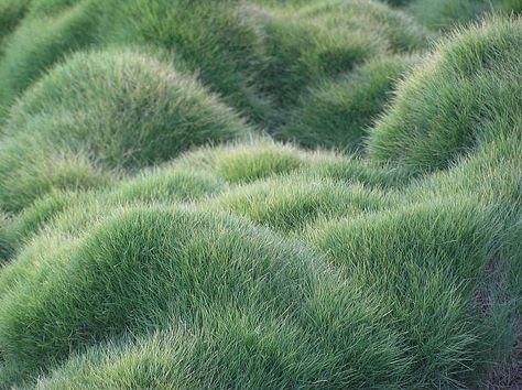 https://flic.kr/p/7oWDg | mom's favorite grass (in the garden of course!) Lawn Design, Grasses Garden, Have Inspiration, Ornamental Grasses, 인물 사진, Plant Design, Green Grass, Shade Garden, Green Aesthetic