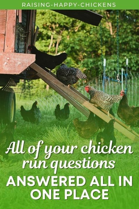 If you're looking to have all your chicken run questions answered all in one place you found the right place! If you're you installing or building a DIY chicken run then you likely have many questions. Like how big should it be, how secure does it need to be, what kind of ground is needed and more. Keep reading more chicken run FAQs here >> Backyard Coop, Chicken Diet, Fancy Chickens, Chicken Run, Chicken Garden, Diy Chicken, Backyard Chicken Coops, Poultry Farm, Diy Chicken Coop