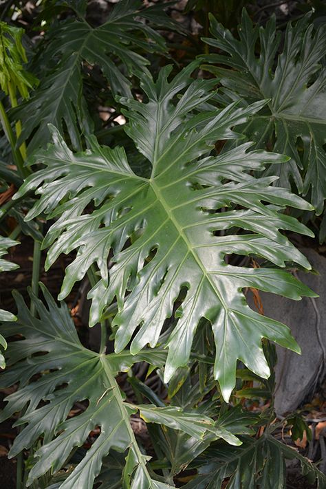 Tree Philodendron, Philodendron Bipinnatifidum, Philodendron Selloum, Texas Native Plants, Lafayette Louisiana, Evergreen Plants, Fountains Outdoor, Tropical Landscaping, Outdoor Landscaping