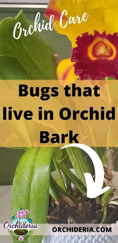 This article will focus on the specific bugs found in fir bark, pine bark, redwood bark, cypress bark, or any type of store-bought bark, all used for orchids. Soil Mites, Orchid Shelf, Orchid Pests, Orchid Soil, Orchid Potting Mix, Indoor Orchids, Orchid Plant Care, Orchid Roots, Pine Bark