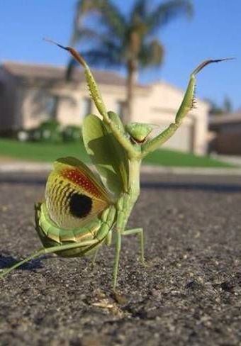 Mantis Marvel, Unknown Animals, Weird Insects, Cool Insects, Cool Bugs, Instrumental Music, Beautiful Bugs, Praying Mantis, Creepy Crawlies